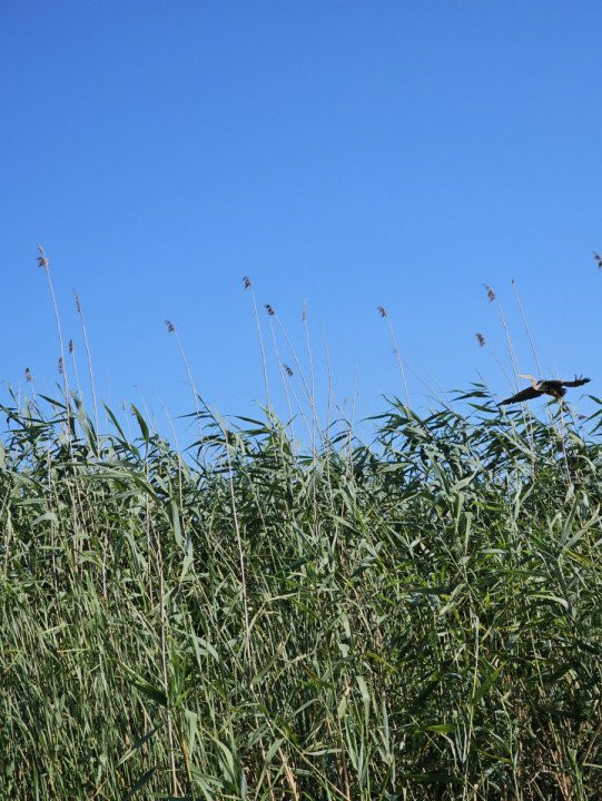 Teren intravilan in Delta Dunarii, C.A. Rosetti - Cardon