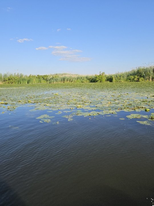 Teren intravilan in Delta Dunarii, C.A. Rosetti - Cardon