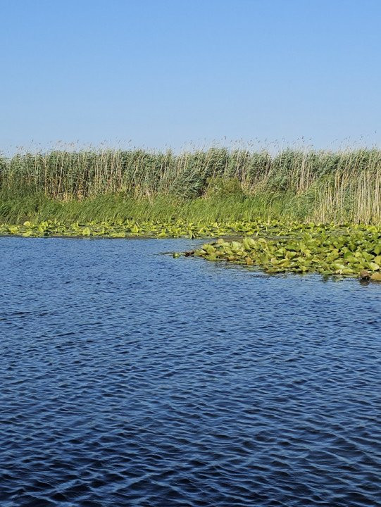 Teren intravilan in Delta Dunarii, C.A. Rosetti - Cardon