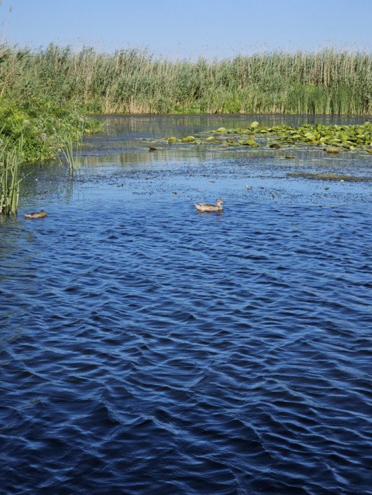 Teren intravilan in Delta Dunarii, C.A. Rosetti - Cardon