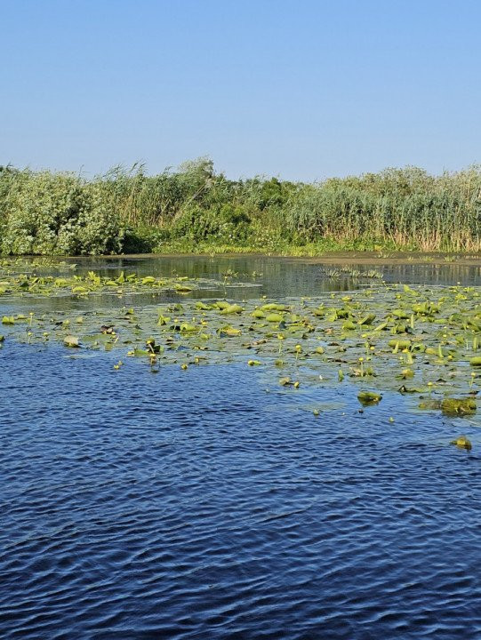 Teren intravilan in Delta Dunarii, C.A. Rosetti - Cardon