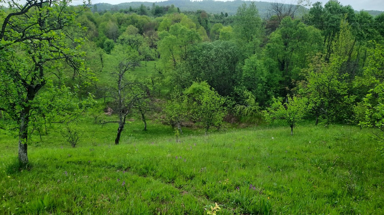 Vănzare teeen la munte, lângă Cabana Leaota