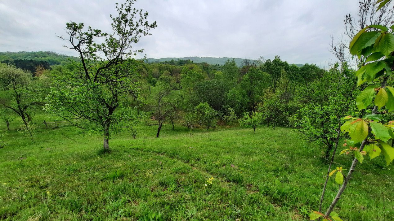 Vănzare teeen la munte, lângă Cabana Leaota