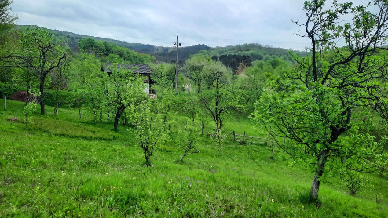 Vănzare teeen la munte, lângă Cabana Leaota