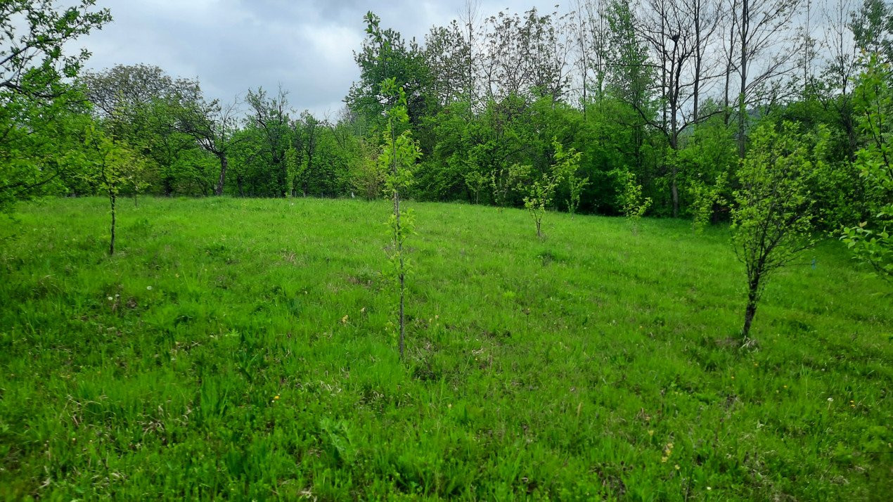 Vănzare teeen la munte, lângă Cabana Leaota