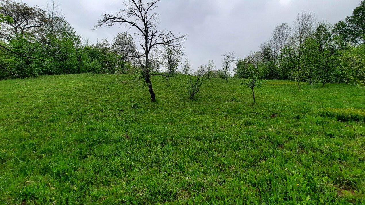 Vănzare teeen la munte, lângă Cabana Leaota