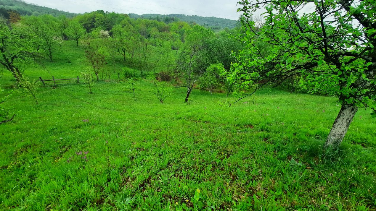 Vănzare teeen la munte, lângă Cabana Leaota