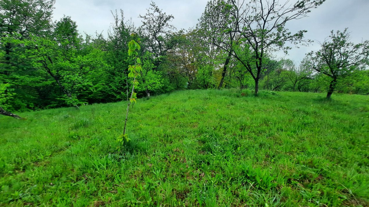 Vănzare teeen la munte, lângă Cabana Leaota