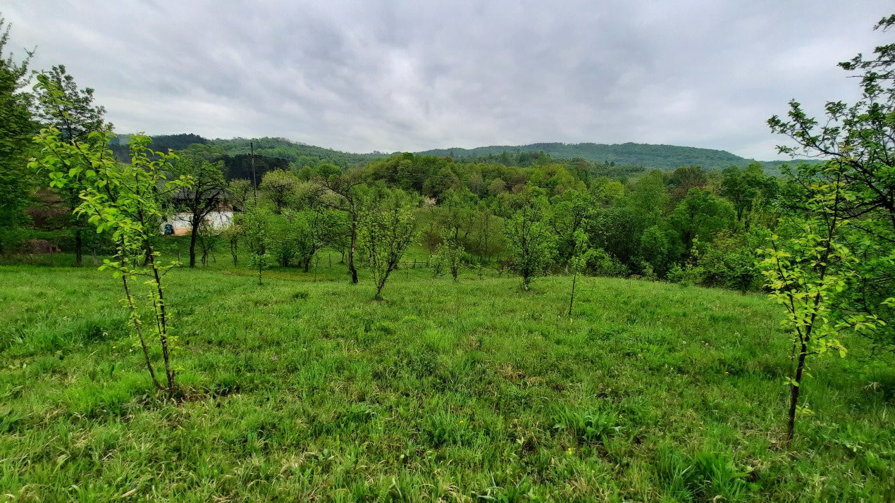 Vănzare teeen la munte, lângă Cabana Leaota