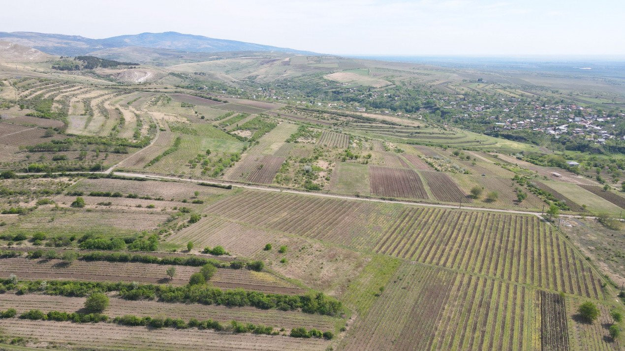 Oda vinului la casa din Tohani.