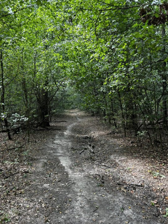 Teren Padure - 20.000mp - Scoala Americana - Pipera