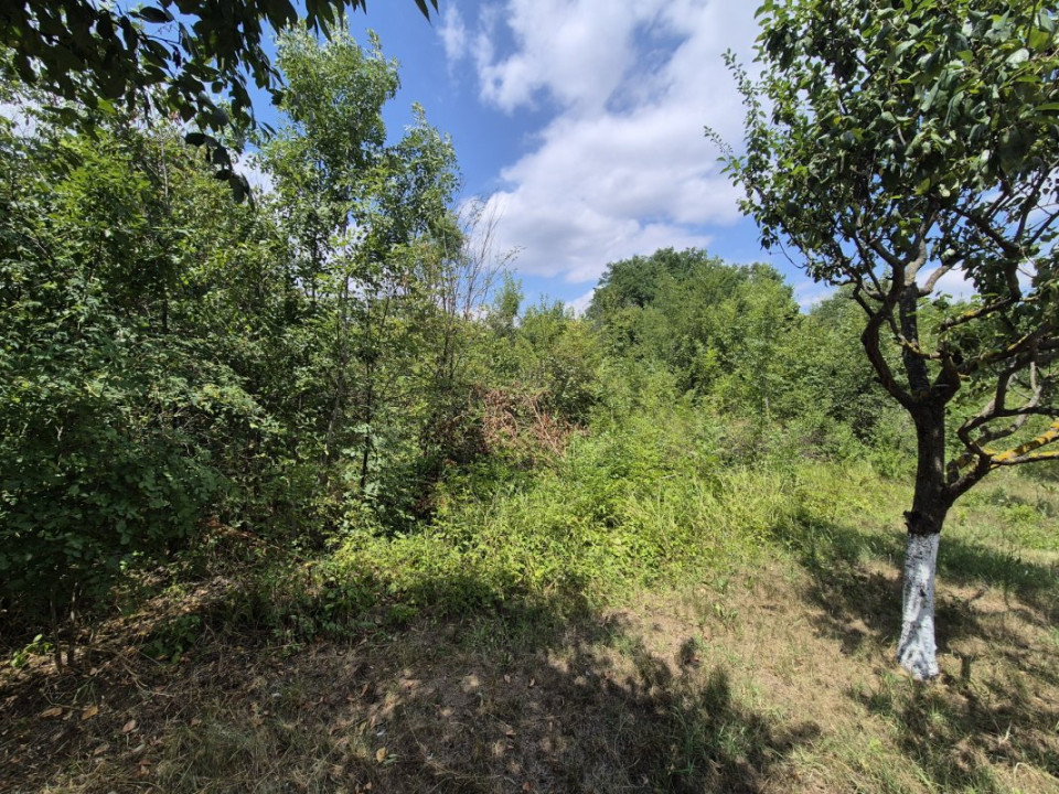 Teren de inchiriat – Voluntari, Strada Popasului 616mp