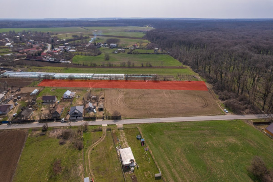 NUCI - BALTA NEAGRA, LOT 3900 MP, LA PADURE!