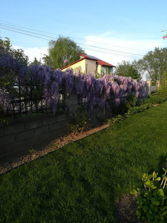 Casă individuală impresionantă, strada Dublin Mosnita Nouă