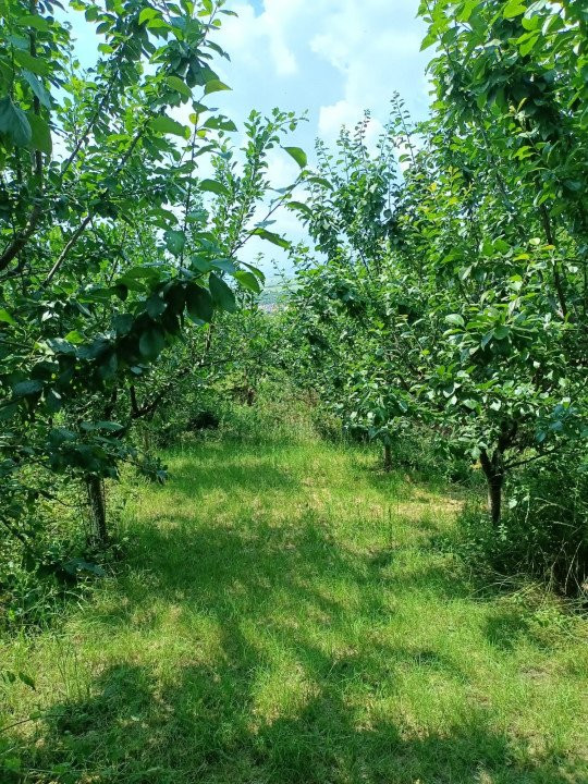 0% COMISION! Casa individuala pe str. Agriculturii, zona Liceul Agricol